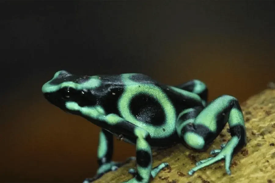 Manuel Antonio Jungle Night Tour 600