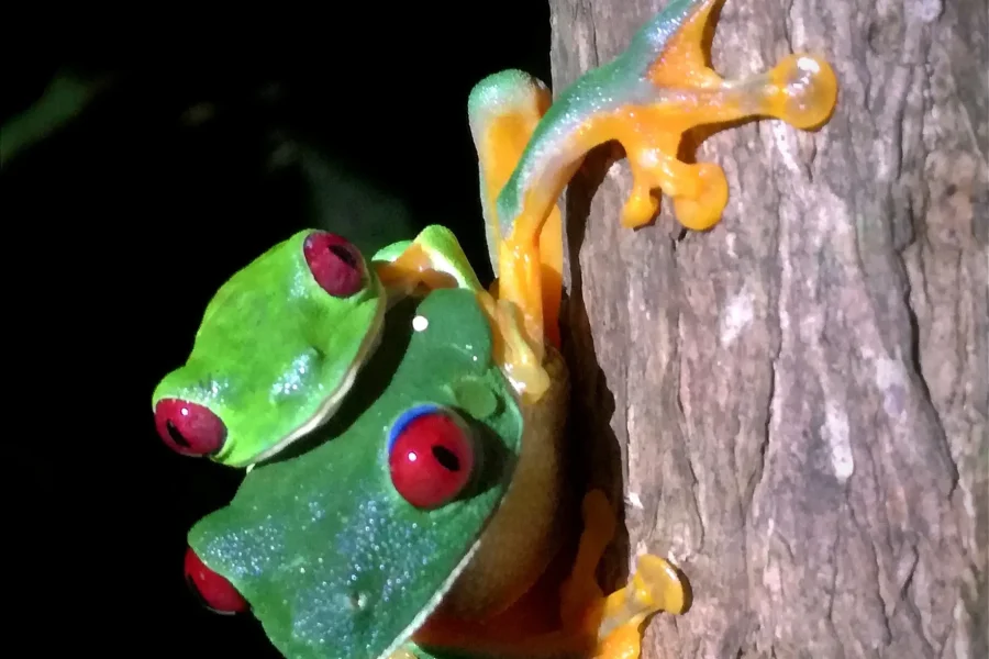 Wildlife spotted during a night tour in Manuel Antonio National Park, with animals partially illuminated in the dark jungle.