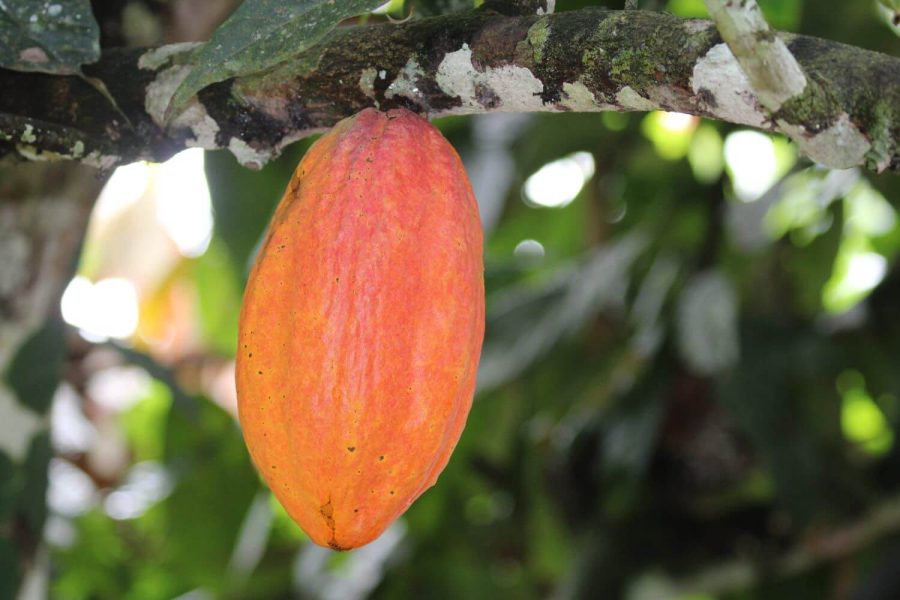 manuel-antonio-chocolate-farm-tour-cacao-beans-1